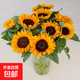Sunflower Birthday Gift Fresh Cut Flowers Yunnan Base Straight Delivery Fresh Sunflower Flowers Graduation Bouquet 10 Sunflowers Medium Large Flowers Medium Large Flowers Sunflowers