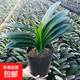 Large pot of Clivia potted plant, rare and national treasure-level flower seedlings, green plant, round-headed monk, indoor living room, easy to grow in all seasons. Large seedlings bloom in the same year. 12-14 leaves + soil. Free fertilizer.