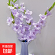 Gladiolus Backgammon Flowers Hydroponic Fresh Cut Flowers Gladiolus Valentine's Day Gift Spring Festival Decoration New Year's Eve Flowers Gladiolus Taro Purple 3 Branches (60-65cm)