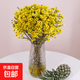 Australian Wintersweet, New Year's Eve Flowers, Fresh Cut Flowers, Household Water-raised Flower Arrangements, Yunnan Straight Hair Flower Bouquet, Long-lasting Real Flowers, 1 Bundle of Yellow Wintersweet (About 200g), Color Absorption