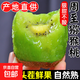 Shaanxi Meixian Xuxiang kiwi fruit 2025 new fruit picked now, sweet and juicy, bad fruit guaranteed to be compensated by JD.com Sweet and juicy 8 pieces (single fruit 60-70g)