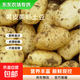 Dongdong Farm exclusively supplies Shandong yellow-heart large potatoes, glutinous, freshly dug potatoes, taro and taro in season. Yellow-heart potatoes 5Jin Jin is equal to 0.5kg. Net weight: Medium to large fruit 2 taels.