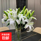 百合花鲜花基地直发鲜花家用水培插花情人节礼物春节装饰年宵花 白百合55-60cm  6个花苞（品种随机）