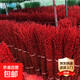 Silver willow real flowers, fresh branches, New Year's Eve flowers, red dried flowers, lucky bucket, silver willow, hydroponic plants, flowers, living room interior decoration, high-quality A-grade silver willow festive red 60 cm, 30 pieces + 2 small lanterns