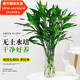 Jingyunmeng Lucky Bamboo office potted transfer bamboo green plants home flowers balcony rootless bottle source straight hair