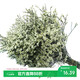 AIMAN Yunnan Forget-Me-Not Real Flowers Dried Flower Bouquet Home Furnishings Small Fresh Living Room Gypsophila Flower Arrangement Theory Jin Jin is equal to 0.5 kg. Sell Yellow Crystal Flowers One Bouquet Dried Branches