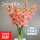 Pink gladiolus has high flowers, New Year's Eve flowers, Guangzhou sends Spring Festival decorations, Valentine's Day gifts, 65-70cm long, 5 pink gladioli flowers