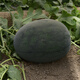 Zhongke Maohua vegetable and fruit seeds, resistant to repeated cropping, black general, black skin, big red flesh, watermelon seeds, resistant to fusarium wilt, continuous cropping for 8 years, large fruit, black general, watermelon seeds 10g (simple package)