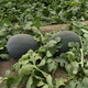 Zhongke Maohua vegetable and fruit seeds, resistant to repeated cropping, black general, black skin, big red flesh, watermelon seeds, resistant to fusarium wilt, continuous cropping for 8 years, large fruit, black general, watermelon seeds 10g (simple package)