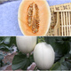 Zhongke Maohua Fruit Seeds Zhongke Honey No. 2 Thick-skinned Melon Seeds White Skin White Flesh Xinjiang Crispy Pear Cantaloupe Seeds Sweet and Crisp Zhongke Honey No. 1 Melon Seeds 200 Tablets