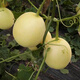 Zhongke Maohua Vegetable and Fruit Seeds Hybrid First-generation Xiangmanyuan White Belt Yellow Melon Seeds Thin-skinned and thick-flesh super sweet and fragrant melon seeds Base greenhouse cultivation Xiangmanyuan 100 capsules/bag Great value for multiple purchases