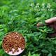一播大地紫花苜蓿种子 猪牛羊兔鱼饲料芽苗菜多年生四季耐寒南方北方牧草 劲能5010 净籽250克