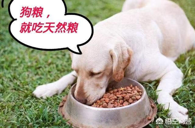 狗粮怎么选