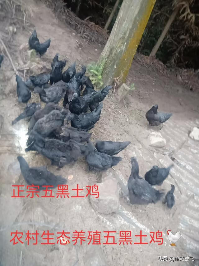 我的世界怎么养动物