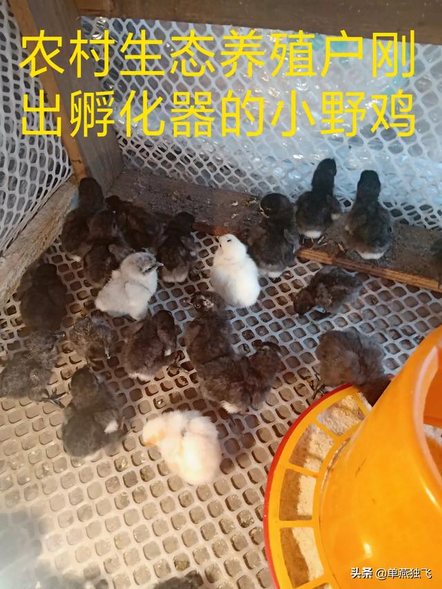 我的世界怎么养动物