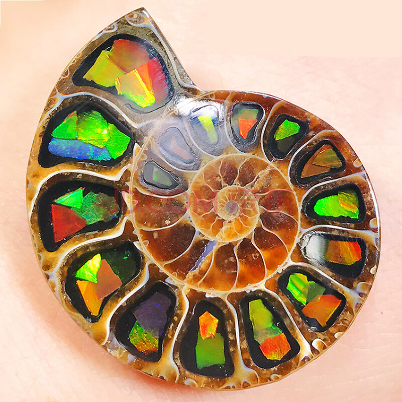 斑彩螺天然加拿大四色斑彩石裸石幻彩斑彩螺史前化石彩色宝石原石