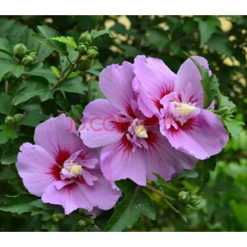 木槿花苗盆栽植物室内重瓣四季树苗蓝粉紫色 单瓣紫色木槿 111cm(含)