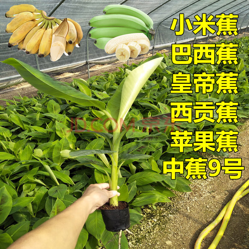 小米蕉树苗 香蕉树苗皇帝蕉威廉斯香蕉苗粉蕉中蕉9号南北方种植结果