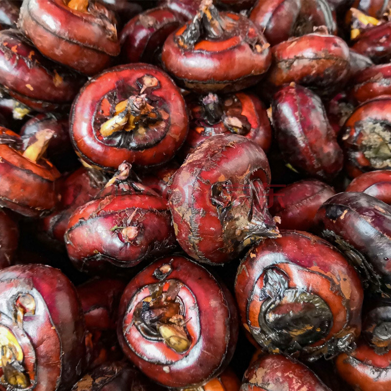 【西纯生鲜】马蹄荸荠新鲜5斤孛荠饽荠马蹄莲大特珍珠马蹄水果蔬菜