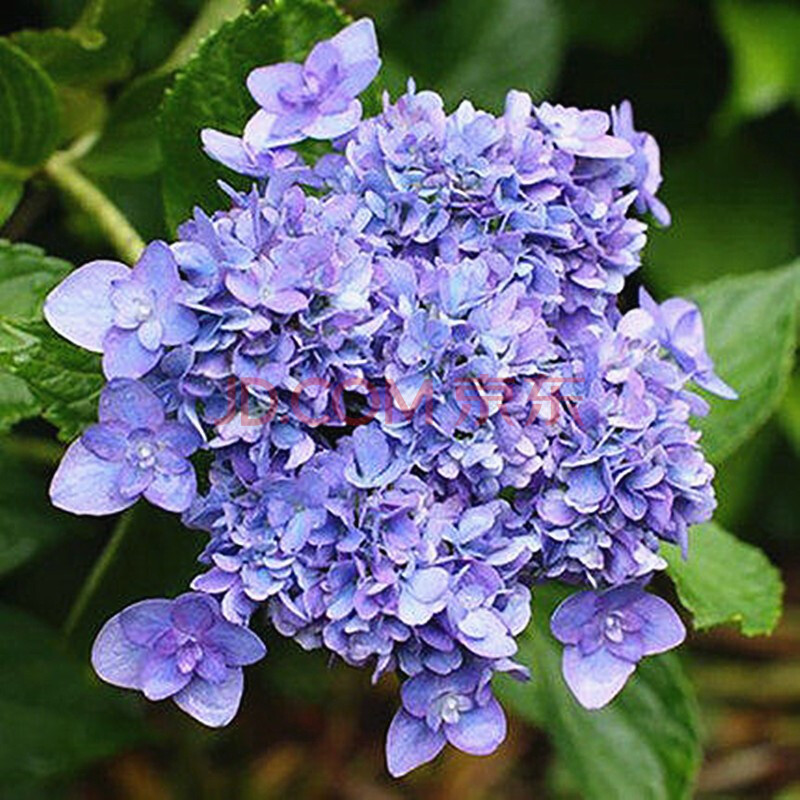绣球花苗老桩耐寒蓝色无尽夏盆栽鲜花八仙花阳台庭院四季植物 舞孔雀