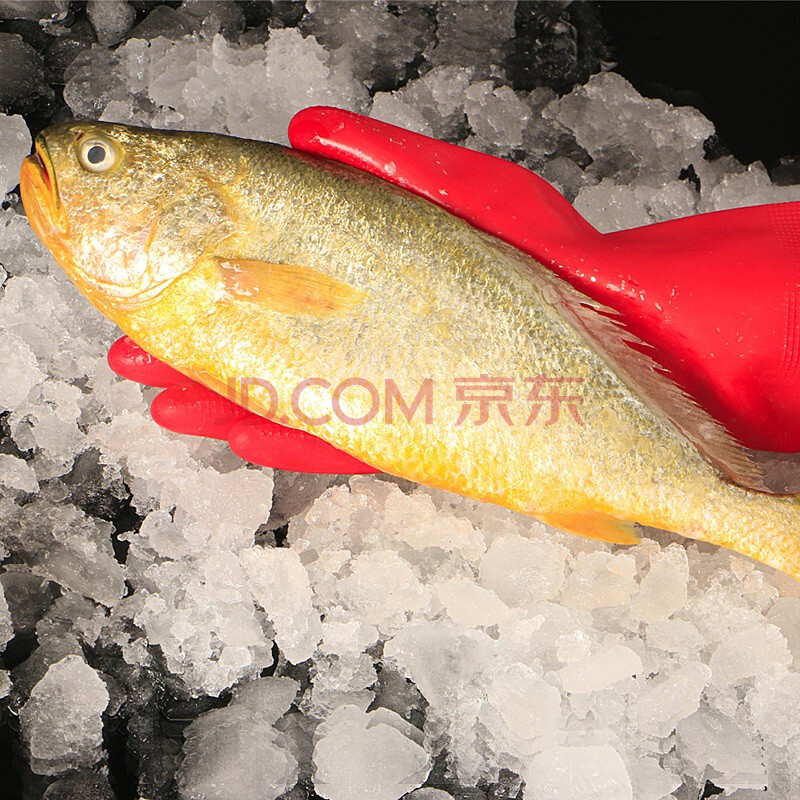 星仔岛 新鲜大黄花鱼鲜活大黄鱼新鲜冷冻整箱黄鱼海鱼海鲜水产带冰