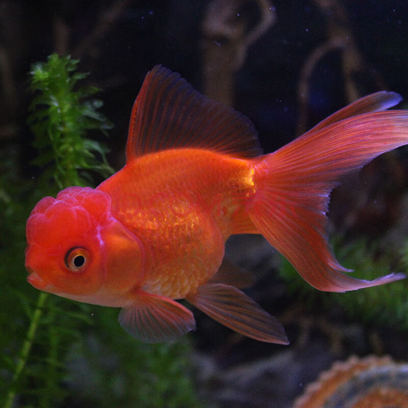 顶红精品金鱼活体观赏冷水鱼小红帽鸿运当头金鱼 6-8厘米红狮5只