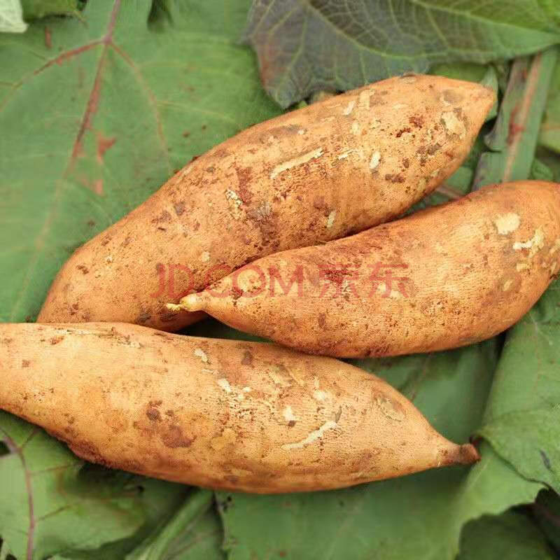 【11斤】云南天山雪莲果红心菊署万根苕新鲜应季水果脆甜3斤 5斤小果