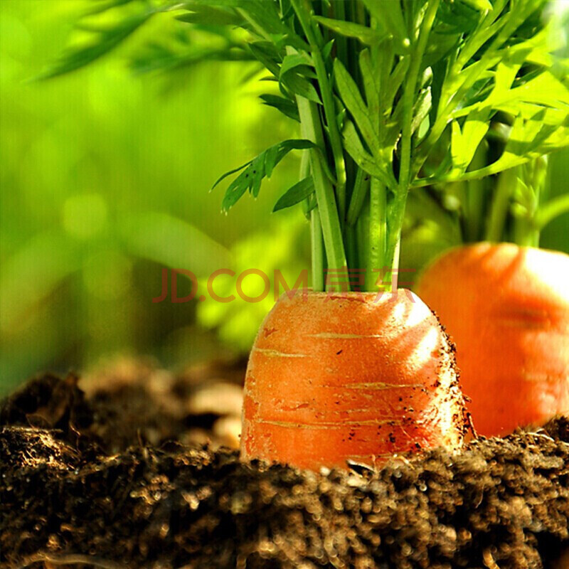 新鲜胡萝卜生吃榨汁绿色种植火锅蔬菜时令蔬菜 两斤装 五斤装