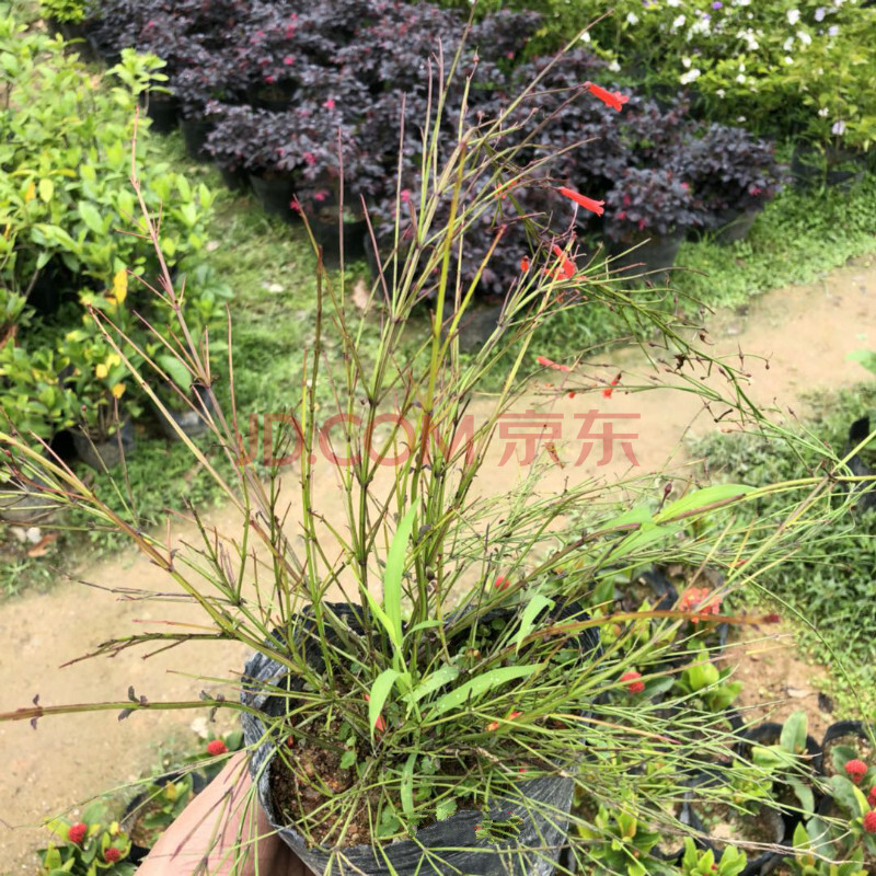 红花 仙草 抹草 春草吉祥草阳台盆栽喜庆吉祥植物 吉祥草(小株) 不含
