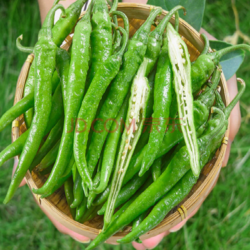 广西辣椒2-4斤新鲜青椒蔬菜特辣杭椒包邮特产小尖椒批发 4斤装