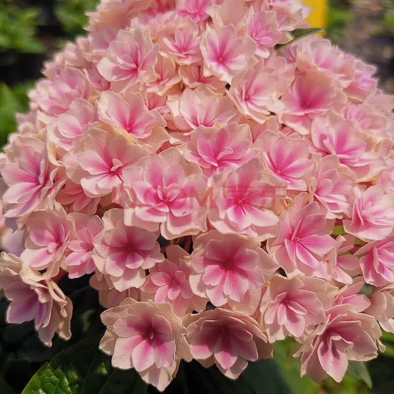 无尽夏花手鞠铆钉绣球八仙花庭院阳台花卉 夏洛特公主 1加仑