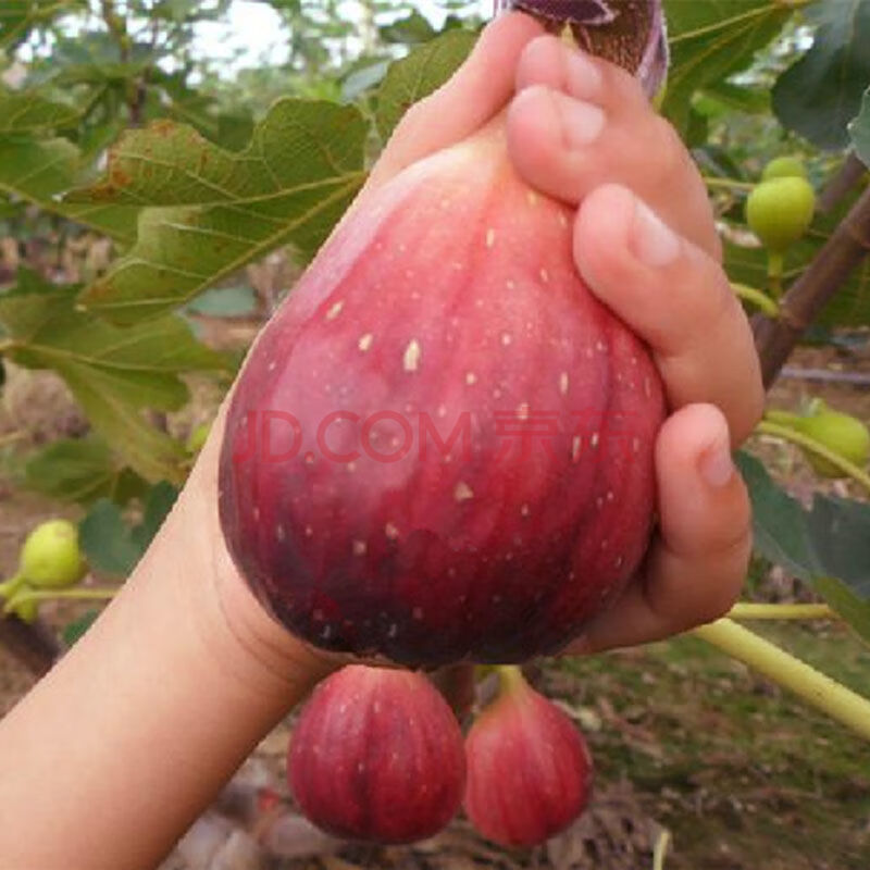 新鲜水果 2000g(红皮无花果)