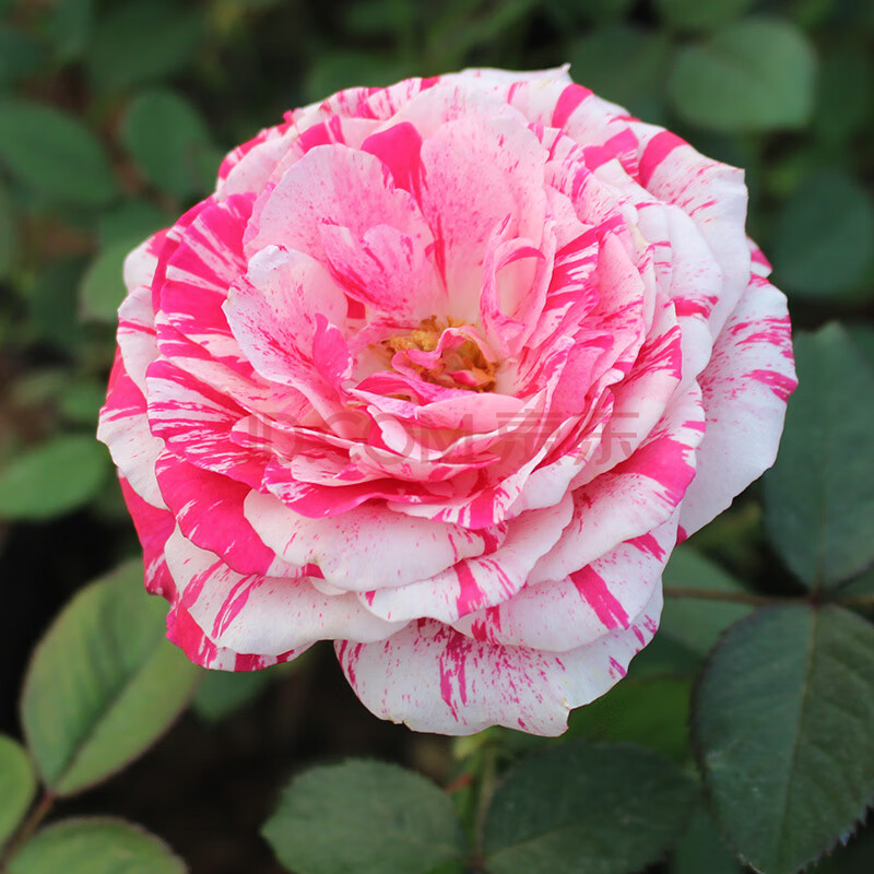 四季开花不断大花浓香阳台庭院楼顶花园蔷薇花爬藤月季苗 节日礼花 不