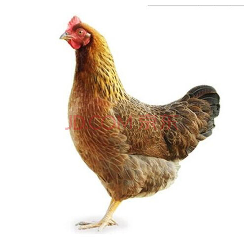 正宗清远麻鸡散养走地鸡散养土鸡月子鸡农家老母鸡1750g