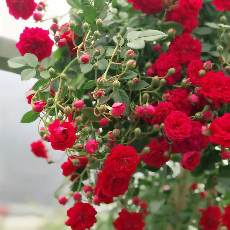 木香花苗浓香四季甜蜜红木香耐寒庭院攀爬植物红花蔷薇黄木香盆栽