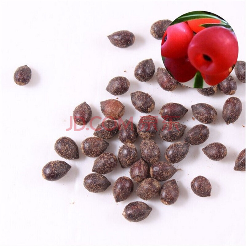 清雅 沙藏红豆杉种子 南方北方红豆杉种子籽 250g沙藏 500g沙藏红豆杉