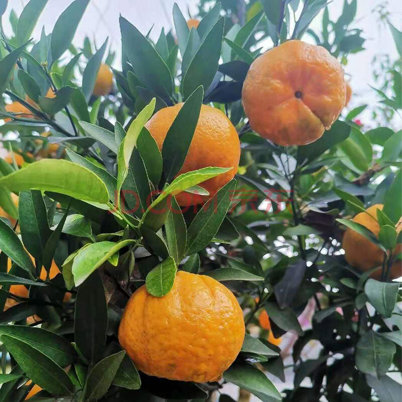 新鲜椪柑净重5斤橘子新鲜蜜橘柑橘时令应季水果 5斤 椪柑