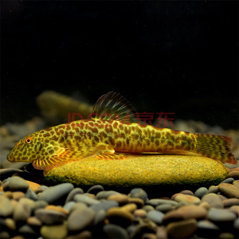 鱼小提琴鱼除藻清道夫冷水鱼吸鳅清洁工缸壁清洁工 圆斑吸鳅3-5厘米 2