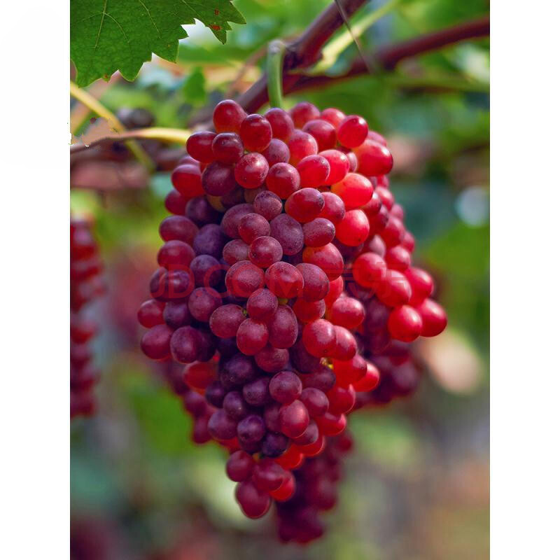 提子新鲜红提葡萄无籽当季水果1500g