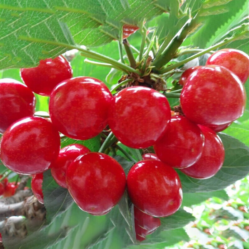 小樱桃水果新鲜现摘现发红黄国产水果贵州现摘现发1000g 1000g 大果