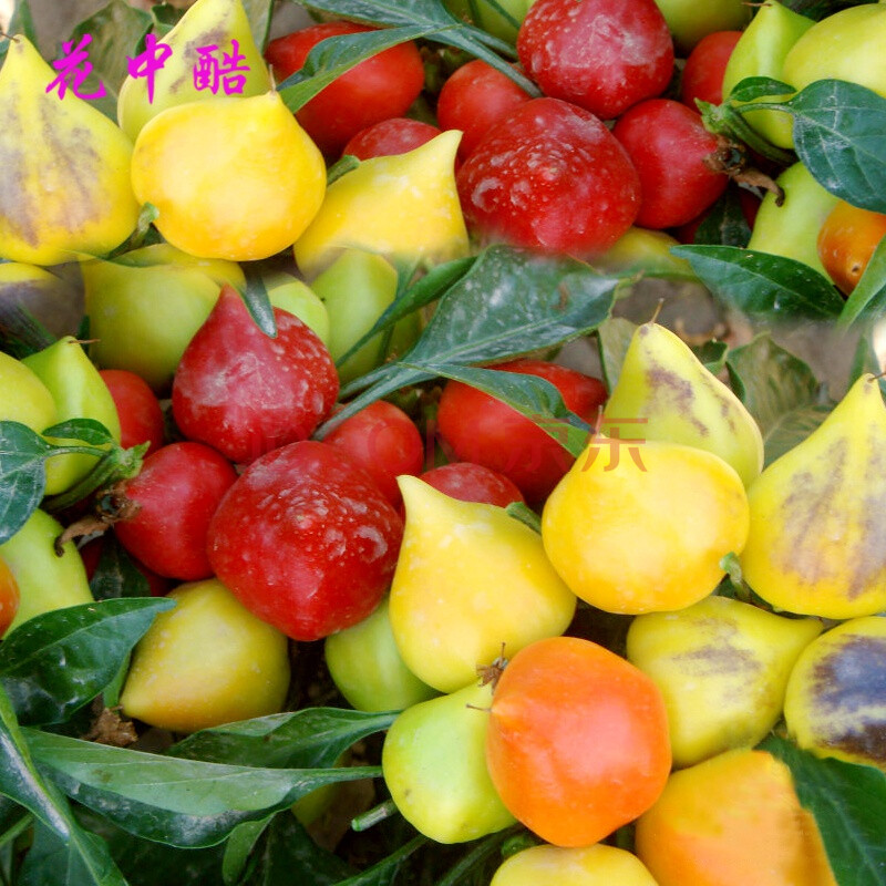 辣椒种子阳台盆栽七彩观赏椒种籽四季南方春秋季蔬菜种孑 蟠桃观赏椒