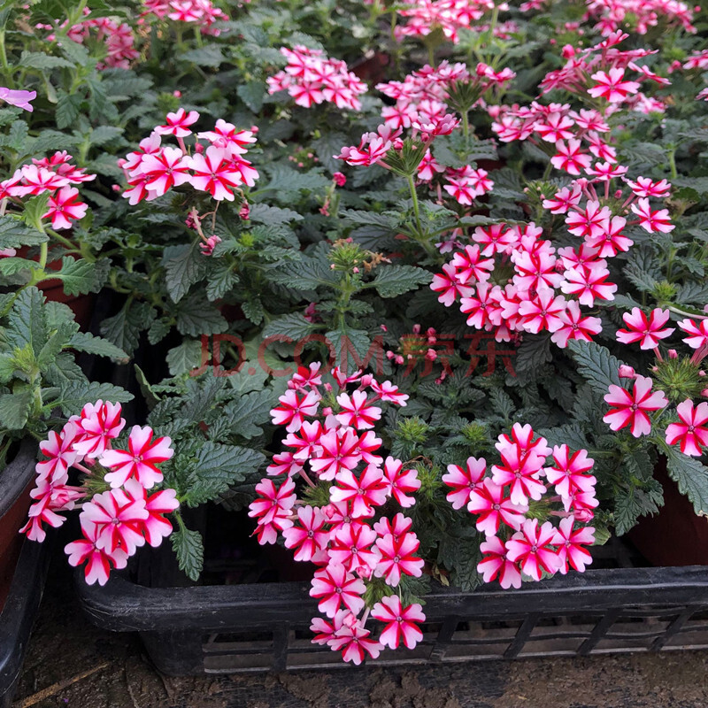 阳台庭院四季开花耐寒耐热花卉优雅小美女花色绣球 美女樱 粉红女郎