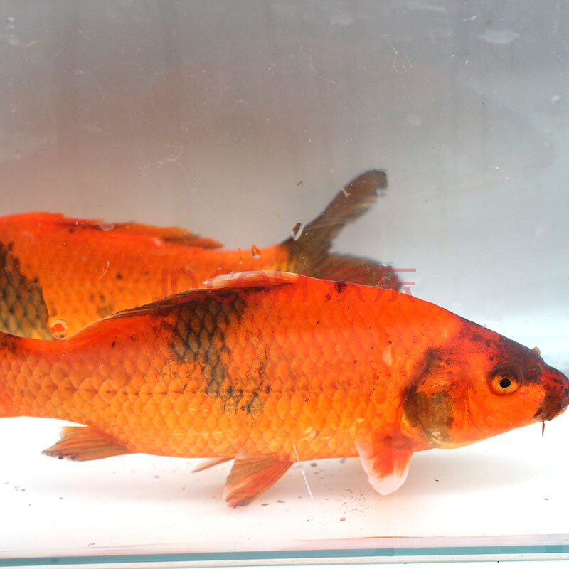 麦叮卡 大型观赏鱼锦鲤活鱼苗好养耐活淡水鱼红鲤鱼 绯写锦鲤1条(20