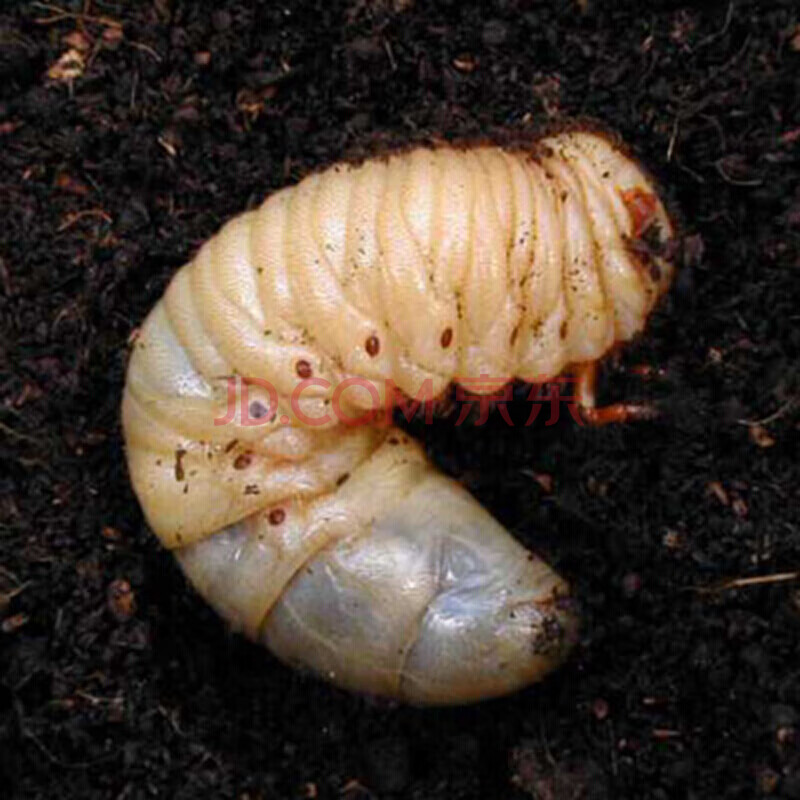 独角仙幼虫 一公一母新手套餐 甲虫 成虫宠物快递包活 独角仙活体