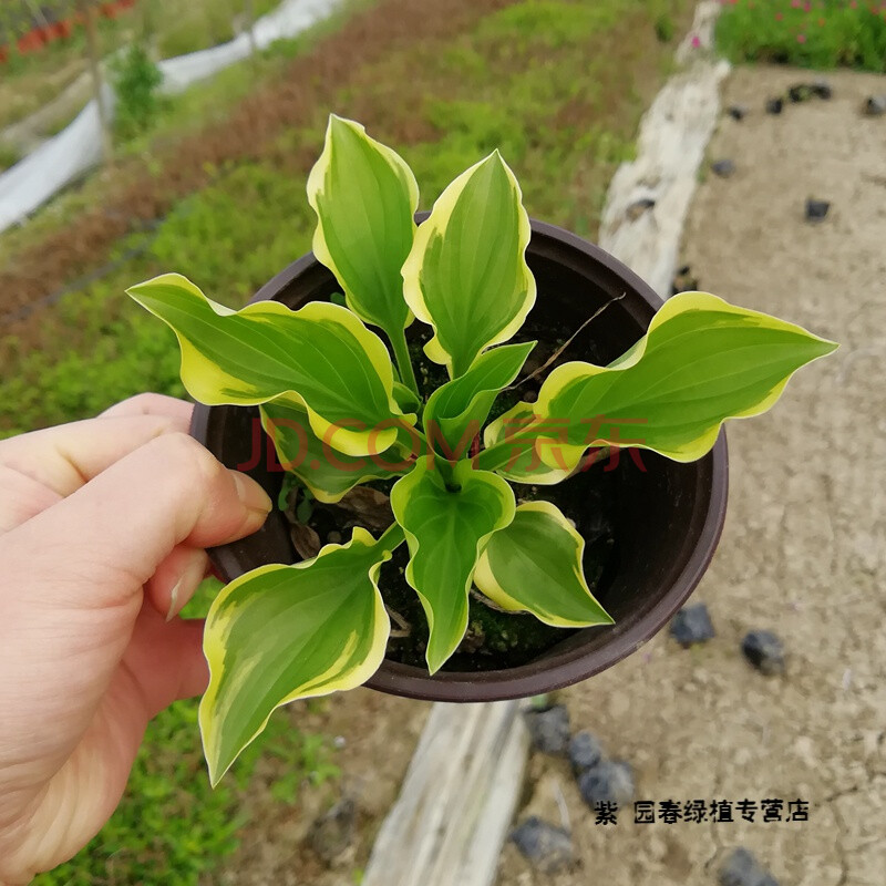 園藝玉簪花苗夏季庭院多年生宿根草本花園耐陰觀葉植物花卉 海瀾娜