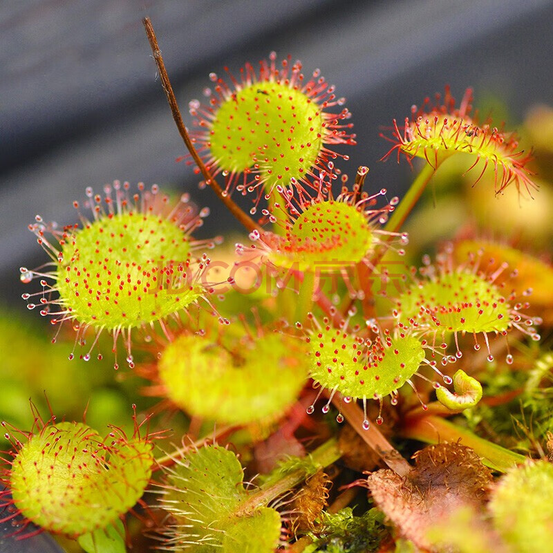 爱心茅膏菜负子迷你室内喜阴耐阴花卉盆栽生态缸微景观小虫草堂 s