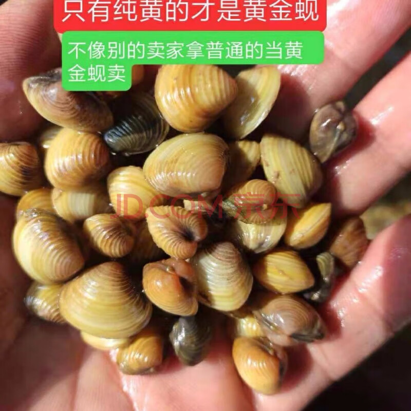 河蚬黄金蚬溪蚬黄沙蚬子扁螺歪歪螺蛳河蚌小河蚌水族造景鱼缸饲料 金