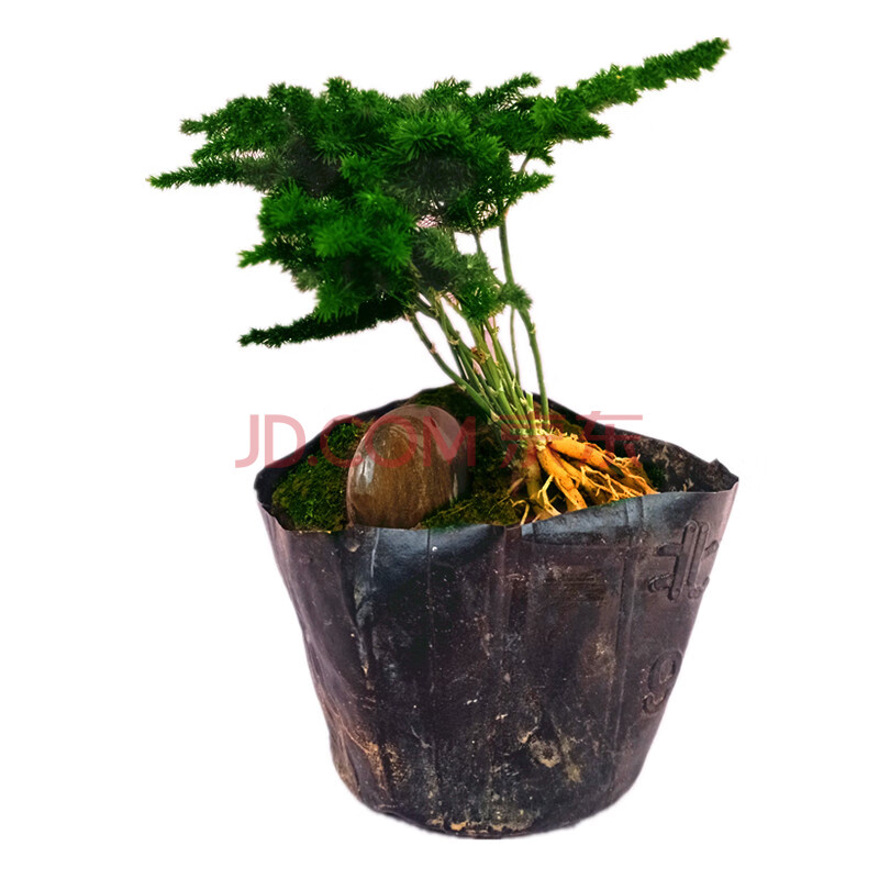 唐山矮文竹云竹盆栽文竹绿植净化空气植物文竹苗办公室花卉小盆景