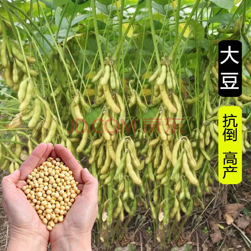 大豆种子菏豆15大田高产高抗倒黄豆种国审品种旱豆 菏豆15简装1斤