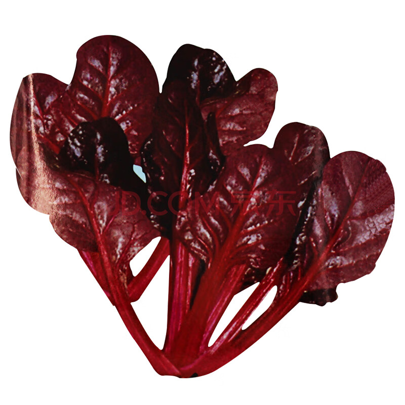 红色菠菜种籽蔬菜种孑秋冬季种耐寒富含花青素味道超好紫菠菜种子